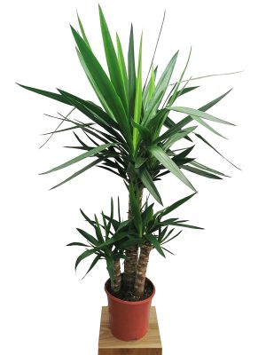Palmlilie Yucca elephantipes
