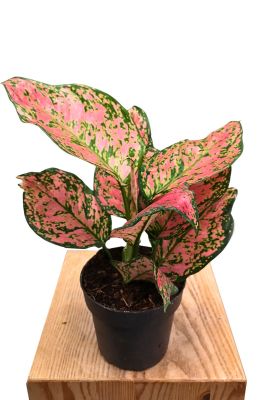 Aglaonema Crimson Love