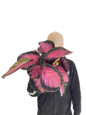 Calathea Roseopicta Crimson - Gross