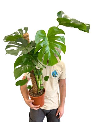 Monstera Deliciosa Moosstab