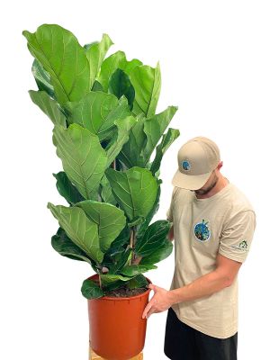 Geigenfeige Ficus Lyrata Tuff