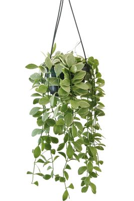 Hänger - Dischidia Oiantha variegata