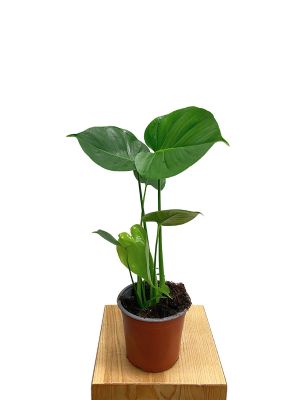 Monstera Deliciosa