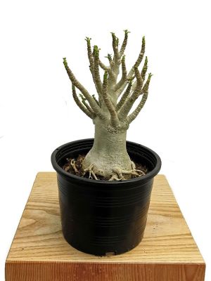Wüstenrose Adenium Arabicum Baobab