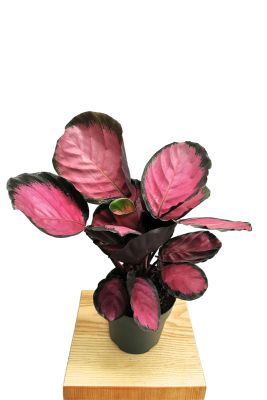 Calathea Roseopicta Crimson
