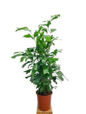 Fischschwanzpalme Caryota