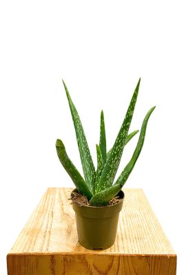 Baby Aloe Vera Bio