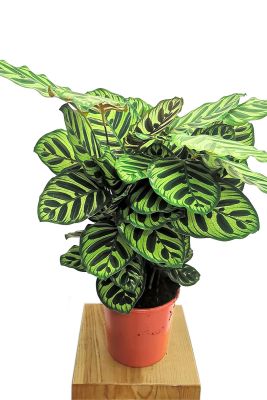 Calathea Makoyana