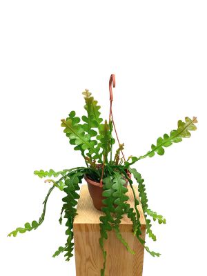 Hänger - Sägeblattkaktus Epiphyllum Anguliger