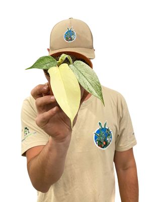 Philodendron Florida Ghost