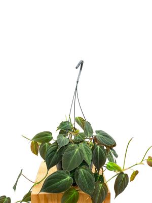 Hänger - Philodendron micans