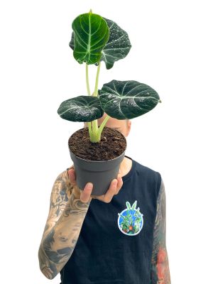 Alocasia Black Velvet
