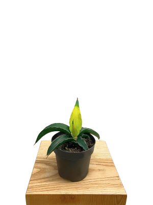 Sansevieria Star Canary