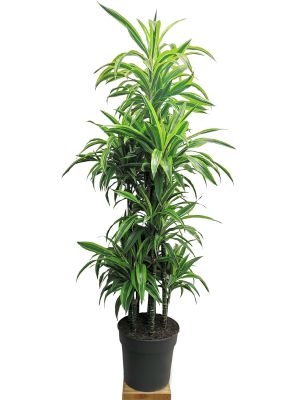 Dracaena Lemon Lime Karrussel - Gross