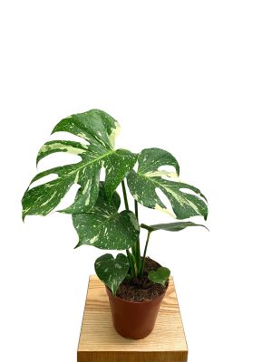 Monstera Thai Constellation