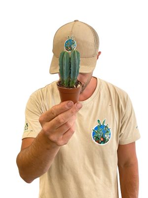 Baby Myrtillocactus Geometrizans