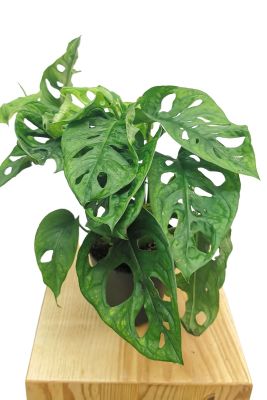 Monstera Adansonii