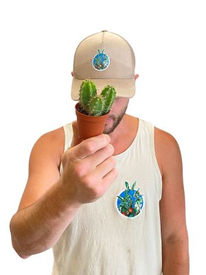 San Pedro Kaktus Trichocereus Pachanoi