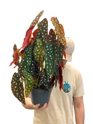 Begonia Maculata Mega Dot