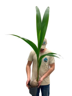 Kokospalme Cocos Nucifera