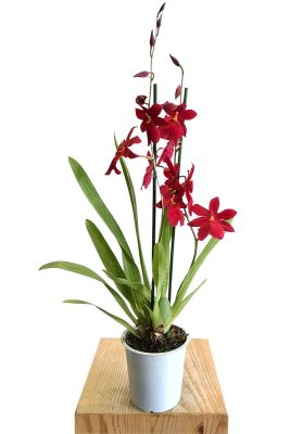 Orchidee Nelly Isler Red Velvet