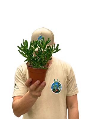 Geldbaum Crassula Hobbit