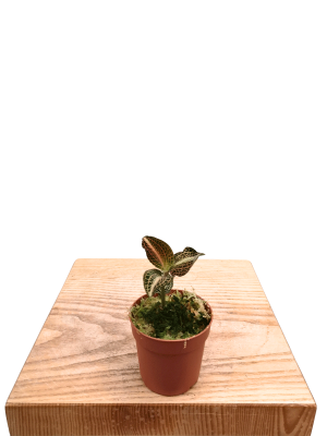 Juwelorchidee Macodes Pearl