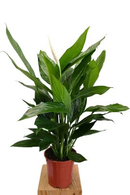 Einblatt Spathiphyllum