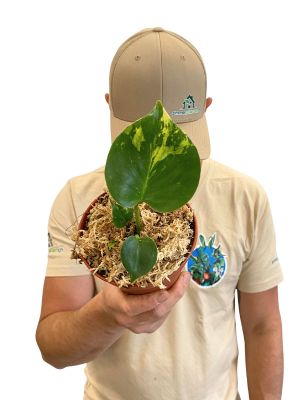 Monstera Aurea Variegata