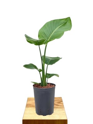  Hydro - Strelitzia Nicolai