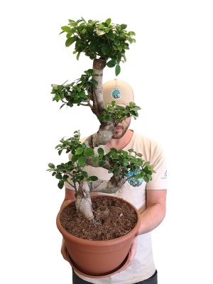 Chinesische Feige Ginseng S-Form