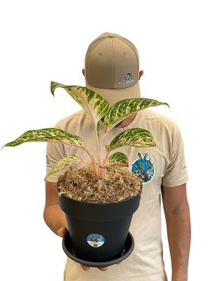 Aglaonema Cocomelon